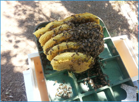 Bee Hive - Bee Removal