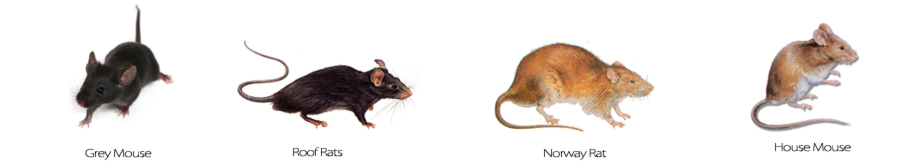 images-types-of-rodents