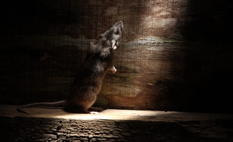 Brown rat, Rattus norvegicus