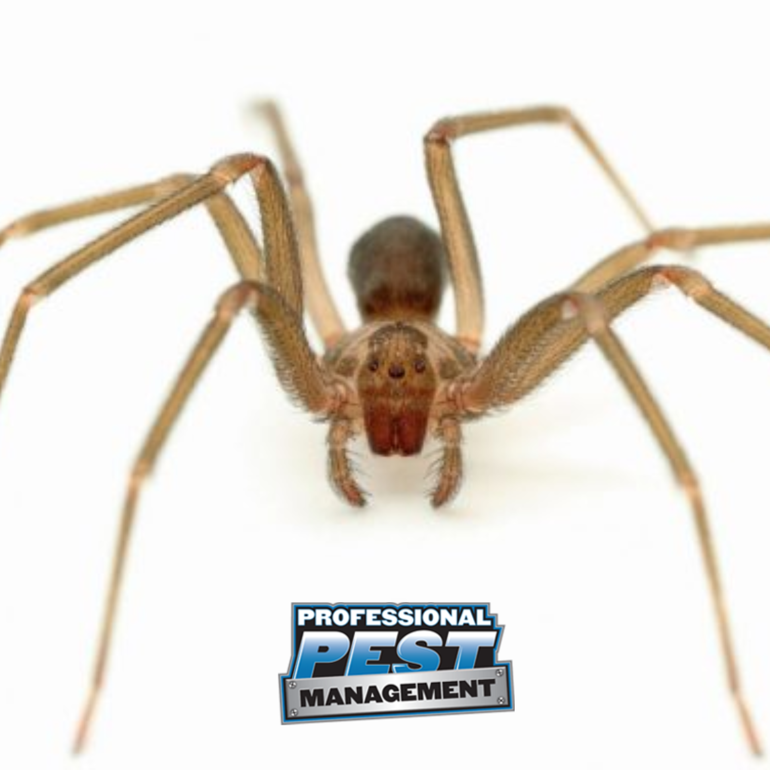 PPM Brown Recluse
