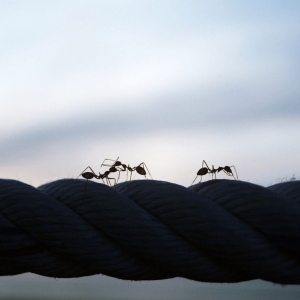 Ants on the rope squared
