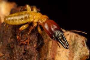 Pacific Coast Dampwood Termite (Zootermopsis angusticollis)