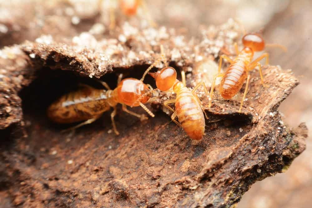 Desert Termites