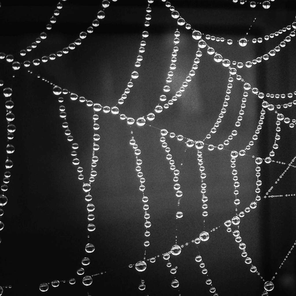 De-webbing Spider Webs