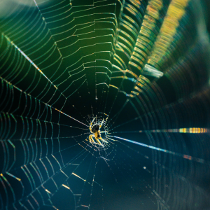Spider Web with Spider in Center