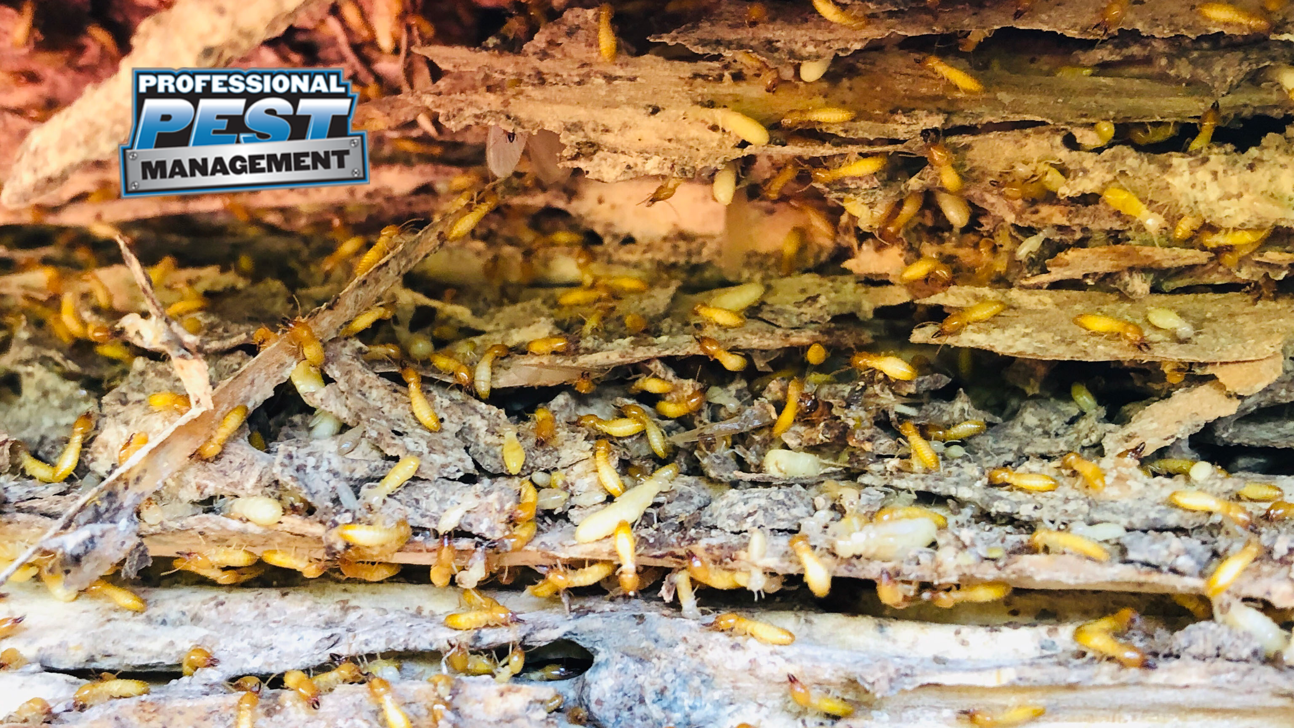 Subterranean Termites Chew Up Wood!