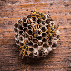 Wasps in a Comb