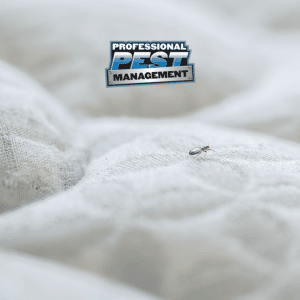Bed Bugs - Crawling Across Mattress IG
