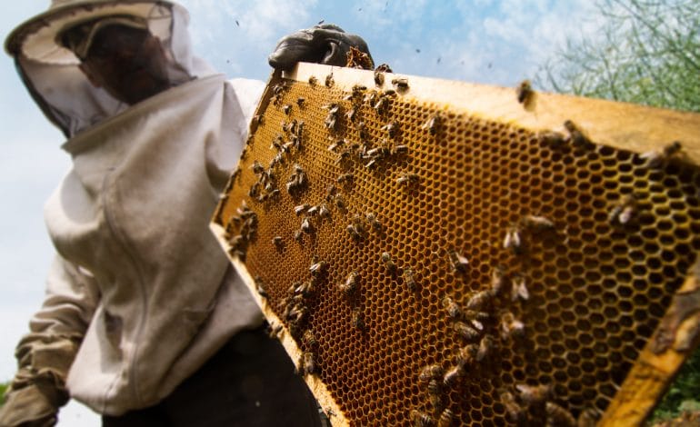 beekeeper working on beehive